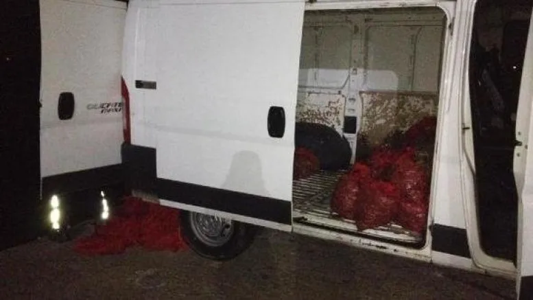 2 Ton Kaçak Kum Midyesi Ele Geçirildi
