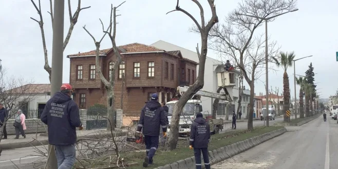 “Ağaçlar Yanlış Budanıyor”