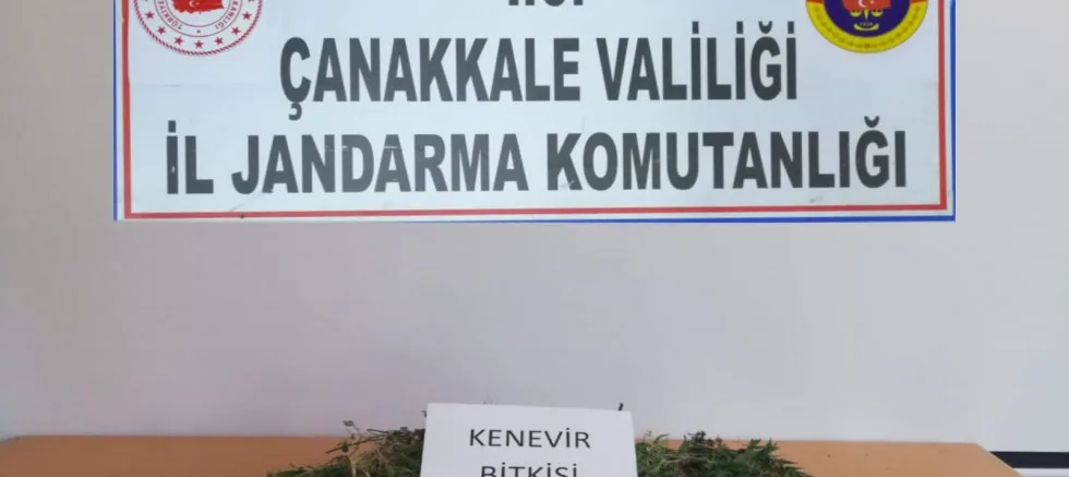 Ayçiçek Tarlasından 259 Kök Kenevir Çıktı