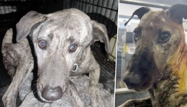 Beyninde Tümör Olan Sokak Köpeğinin Yardımına Hayvanseverler Koştu