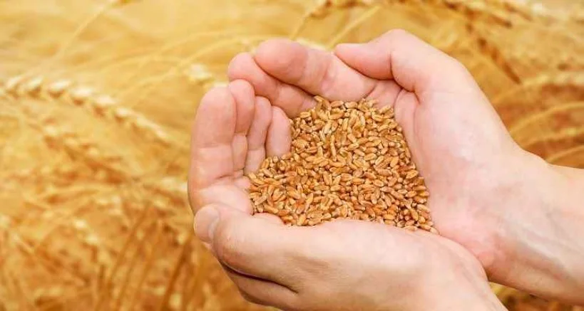 Buğday ve Arpa Alım Fiyatları Belli Oldu