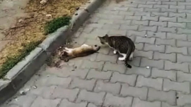 “Hiç Mi Vicdanınız Sızlamadı?”