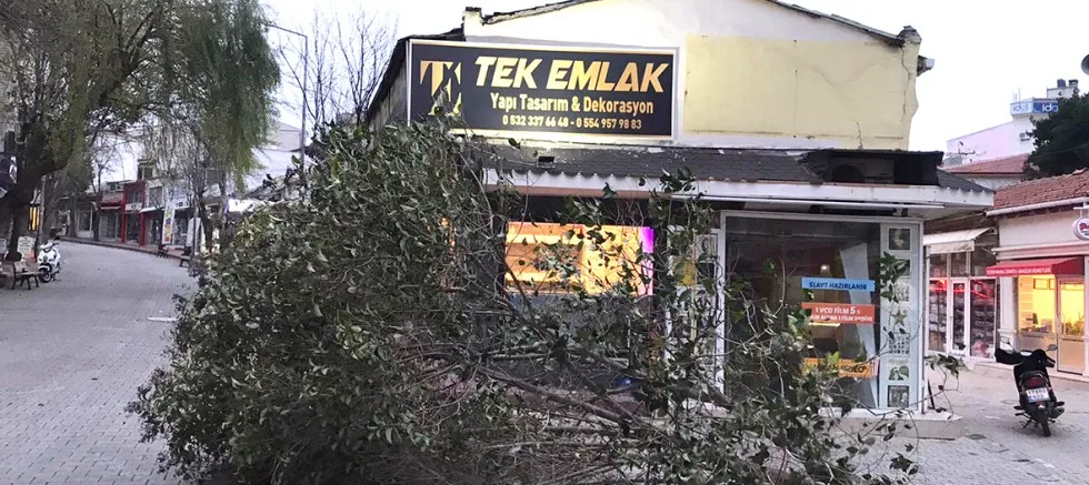 Kuvvetli Rüzgar Ağacı Devirdi