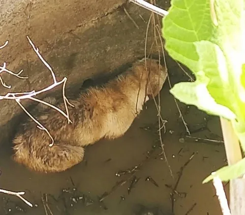 Su Kuyusuna Düşen Köpeği İtfaiyeciler Kurtardı